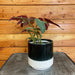 The Plant Farm® Houseplants Begonia Brazilian Lady Angel Wing, 4" Plant