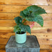 The Plant Farm® Houseplants Begonia Cadbury, 4” Plant