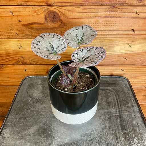 The Plant Farm® Houseplants Begonia Chayo, 4" Plant