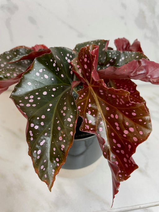 The Plant Farm® Houseplants Begonia Cracklin Rose, 4” Plant