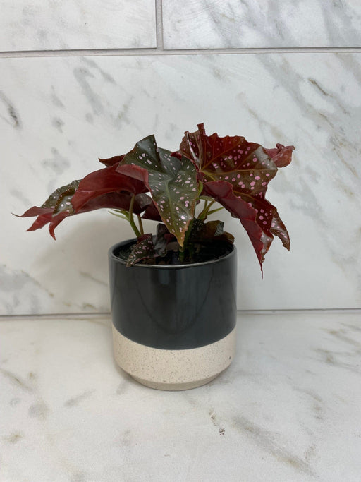 The Plant Farm® Houseplants Begonia Cracklin Rose, 4” Plant