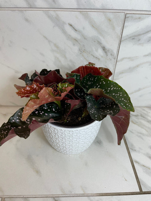 The Plant Farm® Houseplants Begonia Cracklin Rose, 6” Plant