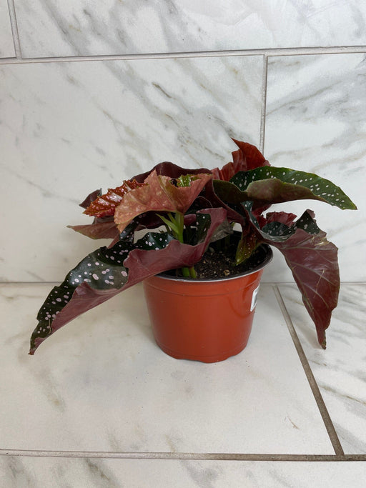 The Plant Farm® Houseplants Begonia Cracklin Rose, 6” Plant