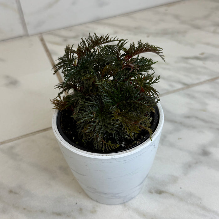 The Plant Farm® Houseplants Begonia Fern Leaf, 4" Plant