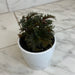 The Plant Farm® Houseplants Begonia Fern Leaf, 4" Plant