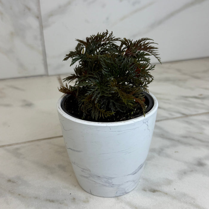 The Plant Farm® Houseplants Begonia Fern Leaf, 4" Plant