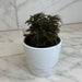 The Plant Farm® Houseplants Begonia Fern Leaf, 4" Plant