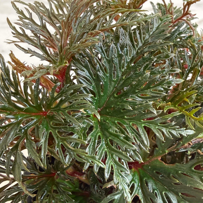 The Plant Farm® Houseplants Begonia Fern Leaf, 4" Plant