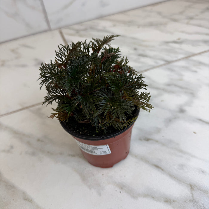 The Plant Farm® Houseplants Begonia Fern Leaf, 4" Plant