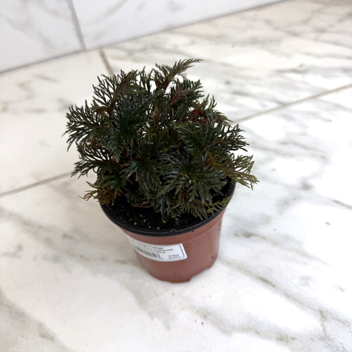 The Plant Farm® Houseplants Begonia Fern Leaf, 4" Plant