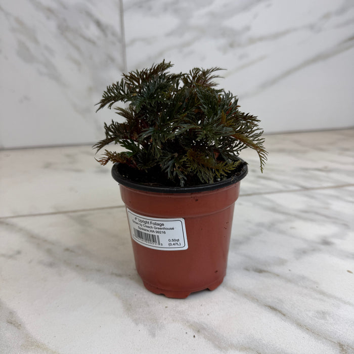 The Plant Farm® Houseplants Begonia Fern Leaf, 4" Plant