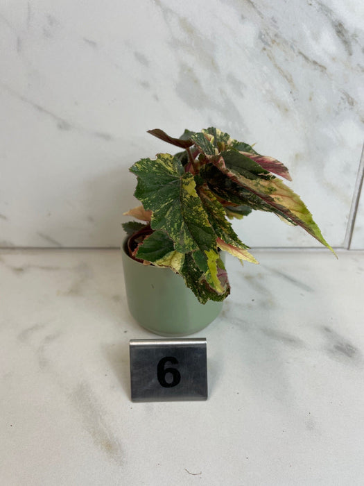 The Plant Farm® Houseplants Begonia Ginny Galaxy - Pick Your Plant, 2" Plant