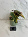 The Plant Farm® Houseplants Begonia Ginny Galaxy - Pick Your Plant, 2" Plant