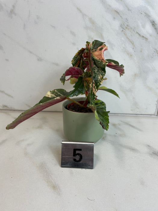 The Plant Farm® Houseplants Begonia Ginny Galaxy - Pick Your Plant, 2" Plant