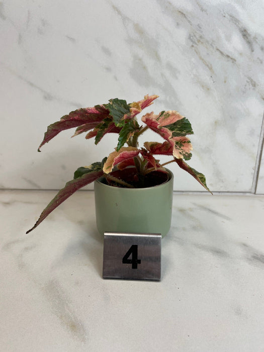 The Plant Farm® Houseplants Begonia Ginny Galaxy - Pick Your Plant, 2" Plant