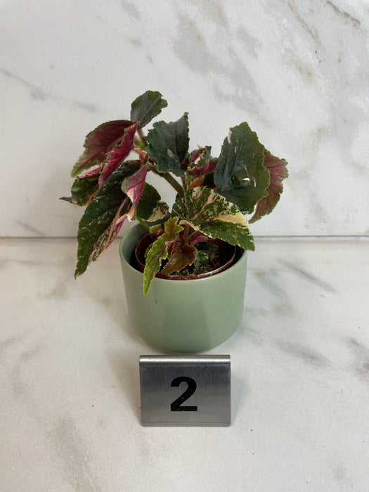 The Plant Farm® Houseplants Begonia Ginny Galaxy - Pick Your Plant, 2" Plant