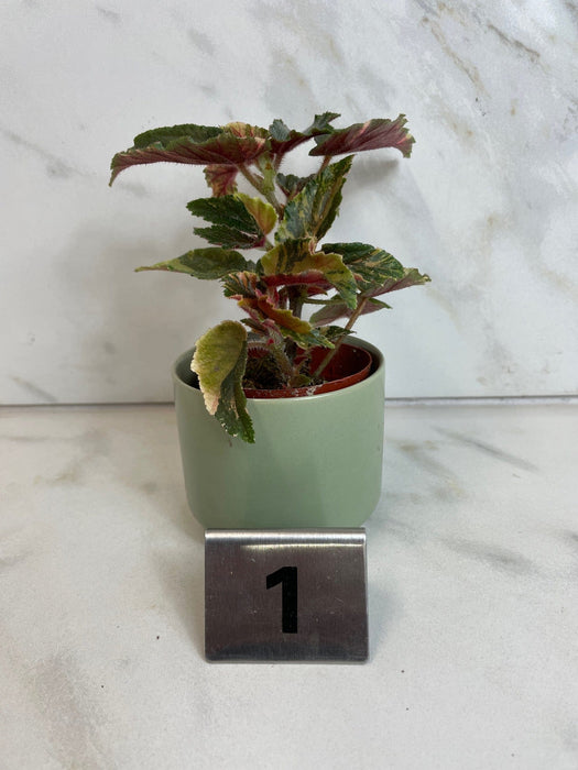 The Plant Farm® Houseplants Begonia Ginny Galaxy - Pick Your Plant, 2" Plant