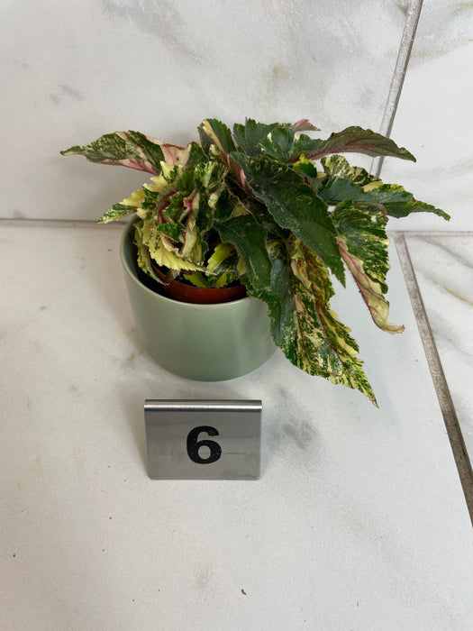 The Plant Farm® Houseplants Begonia Ginny Galaxy - Pick Your Plant, 2" Plant