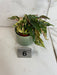 The Plant Farm® Houseplants Begonia Ginny Galaxy - Pick Your Plant, 2" Plant