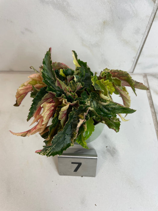 The Plant Farm® Houseplants Begonia Ginny Galaxy - Pick Your Plant, 2" Plant