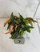 The Plant Farm® Houseplants Begonia Ginny Galaxy - Pick Your Plant, 2" Plant
