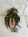 The Plant Farm® Houseplants Begonia Ginny Galaxy - Pick Your Plant, 2" Plant
