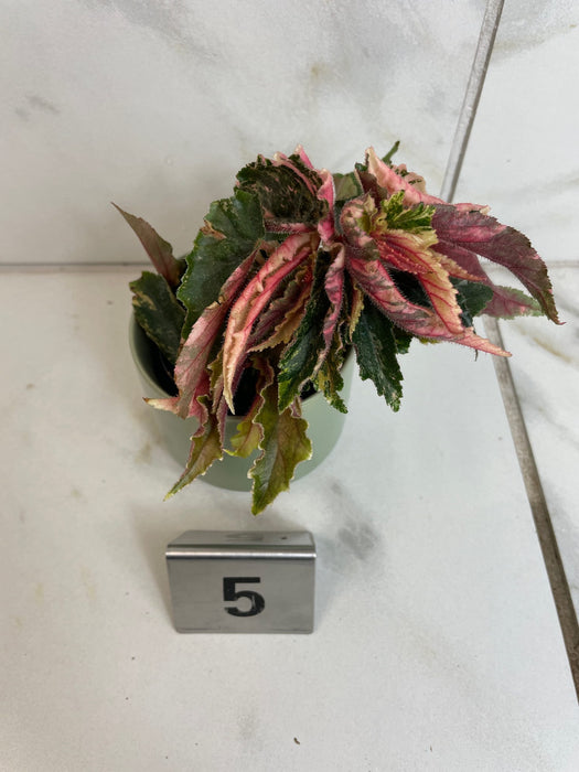 The Plant Farm® Houseplants Begonia Ginny Galaxy - Pick Your Plant, 2" Plant