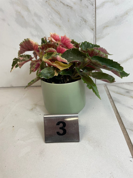 The Plant Farm® Houseplants Begonia Ginny Galaxy - Pick Your Plant, 2" Plant