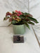 The Plant Farm® Houseplants Begonia Ginny Galaxy - Pick Your Plant, 2" Plant