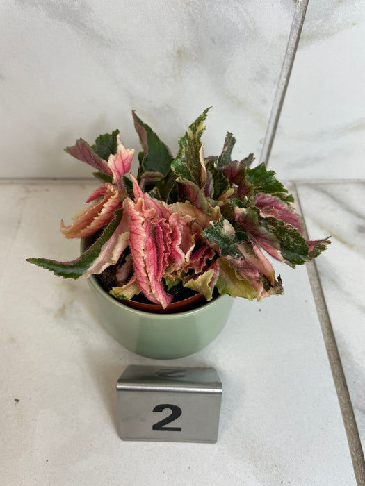 The Plant Farm® Houseplants Begonia Ginny Galaxy - Pick Your Plant, 2" Plant