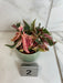 The Plant Farm® Houseplants Begonia Ginny Galaxy - Pick Your Plant, 2" Plant