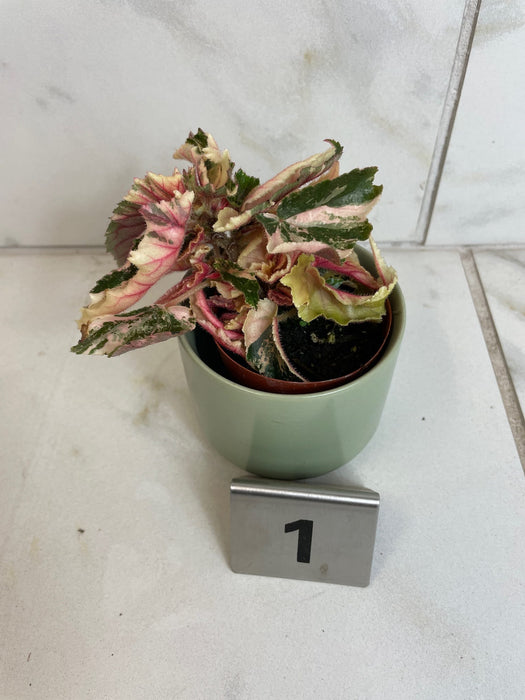 The Plant Farm® Houseplants Begonia Ginny Galaxy - Pick Your Plant, 2" Plant