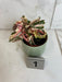 The Plant Farm® Houseplants Begonia Ginny Galaxy - Pick Your Plant, 2" Plant