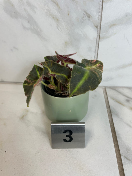 The Plant Farm® Houseplants Begonia Listada Variegated - Pick Your Plant, 2" Plant