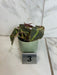 The Plant Farm® Houseplants Begonia Listada Variegated - Pick Your Plant, 2" Plant
