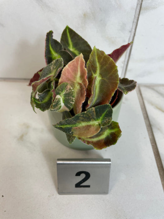 The Plant Farm® Houseplants Begonia Listada Variegated - Pick Your Plant, 2" Plant