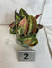The Plant Farm® Houseplants Begonia Listada Variegated - Pick Your Plant, 2" Plant