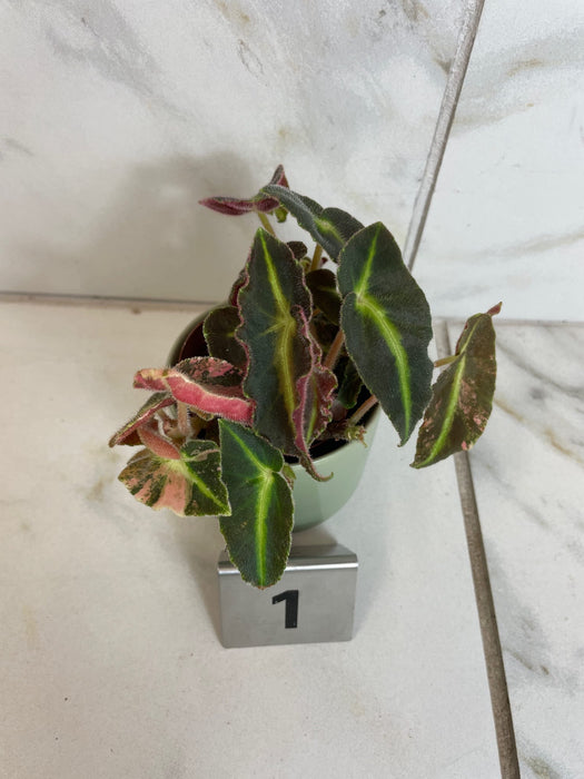 The Plant Farm® Houseplants Begonia Listada Variegated - Pick Your Plant, 2" Plant