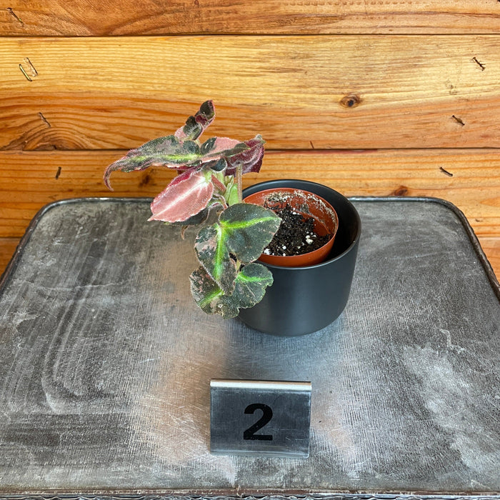 The Plant Farm® Houseplants Begonia Listada Variegated - Pick Your Plant, 2" Plant
