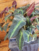 The Plant Farm® Houseplants Begonia Listada Variegated - Pick Your Plant, 6" Plant