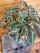 The Plant Farm® Houseplants Begonia Listada Variegated - Pick Your Plant, 6" Plant