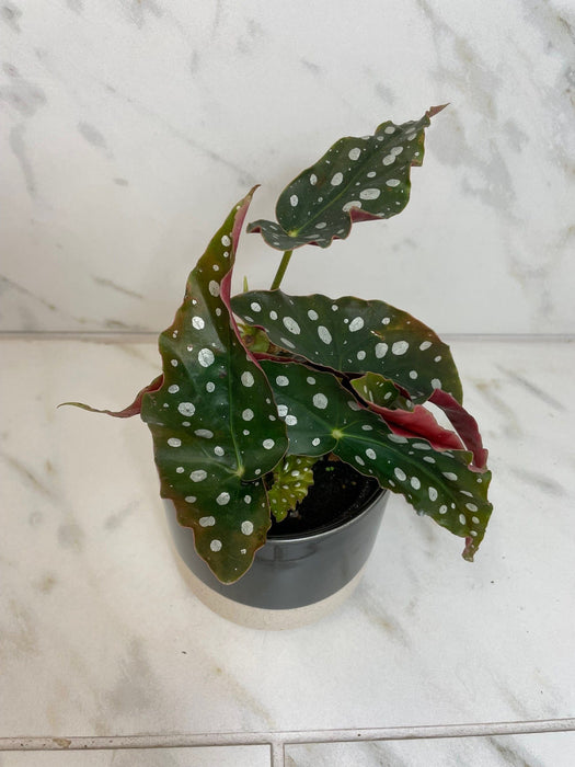 The Plant Farm® Houseplants Begonia Maculata, 4" Plant
