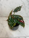 The Plant Farm® Houseplants Begonia Maculata, 4" Plant