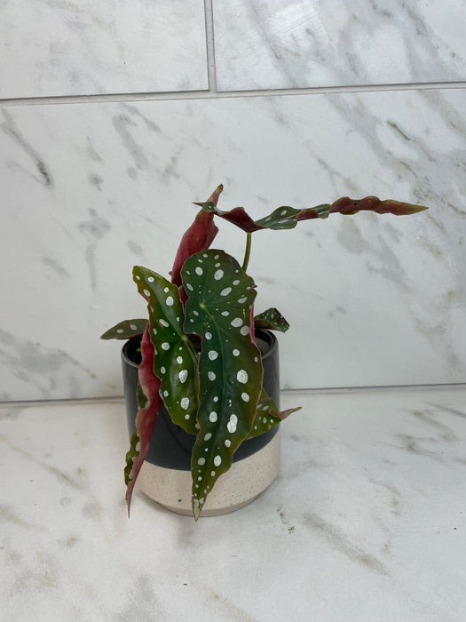 The Plant Farm® Houseplants Begonia Maculata, 4" Plant