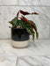 The Plant Farm® Houseplants Begonia Maculata, 4" Plant