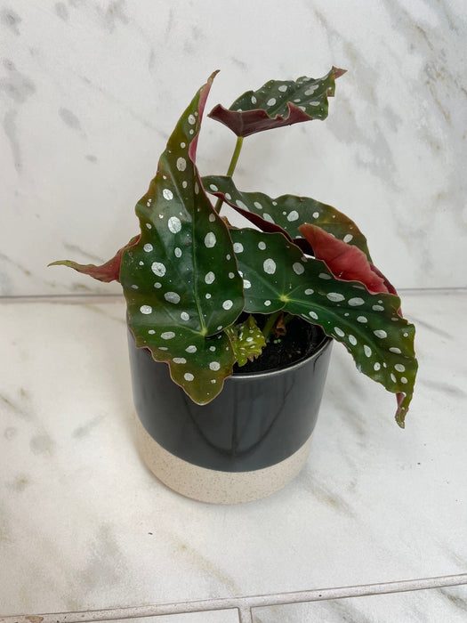 The Plant Farm® Houseplants Begonia Maculata, 4" Plant