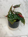 The Plant Farm® Houseplants Begonia Maculata, 4" Plant