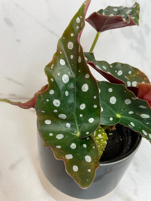 The Plant Farm® Houseplants Begonia Maculata, 4" Plant
