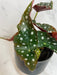 The Plant Farm® Houseplants Begonia Maculata, 4" Plant