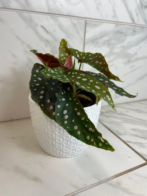 The Plant Farm® Houseplants Begonia Maculata, 6" Plant